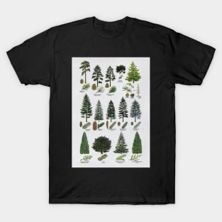 coniferous botanical poster T-Shirt